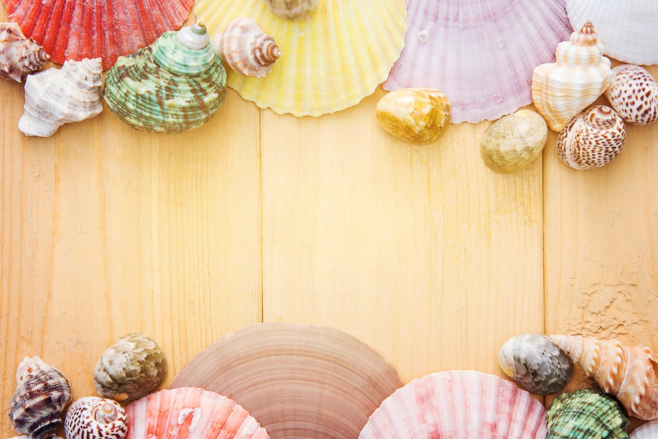 Conchas de mar naturales para decoración de playa, conchas de conchas  marinas de estilo marino Diy